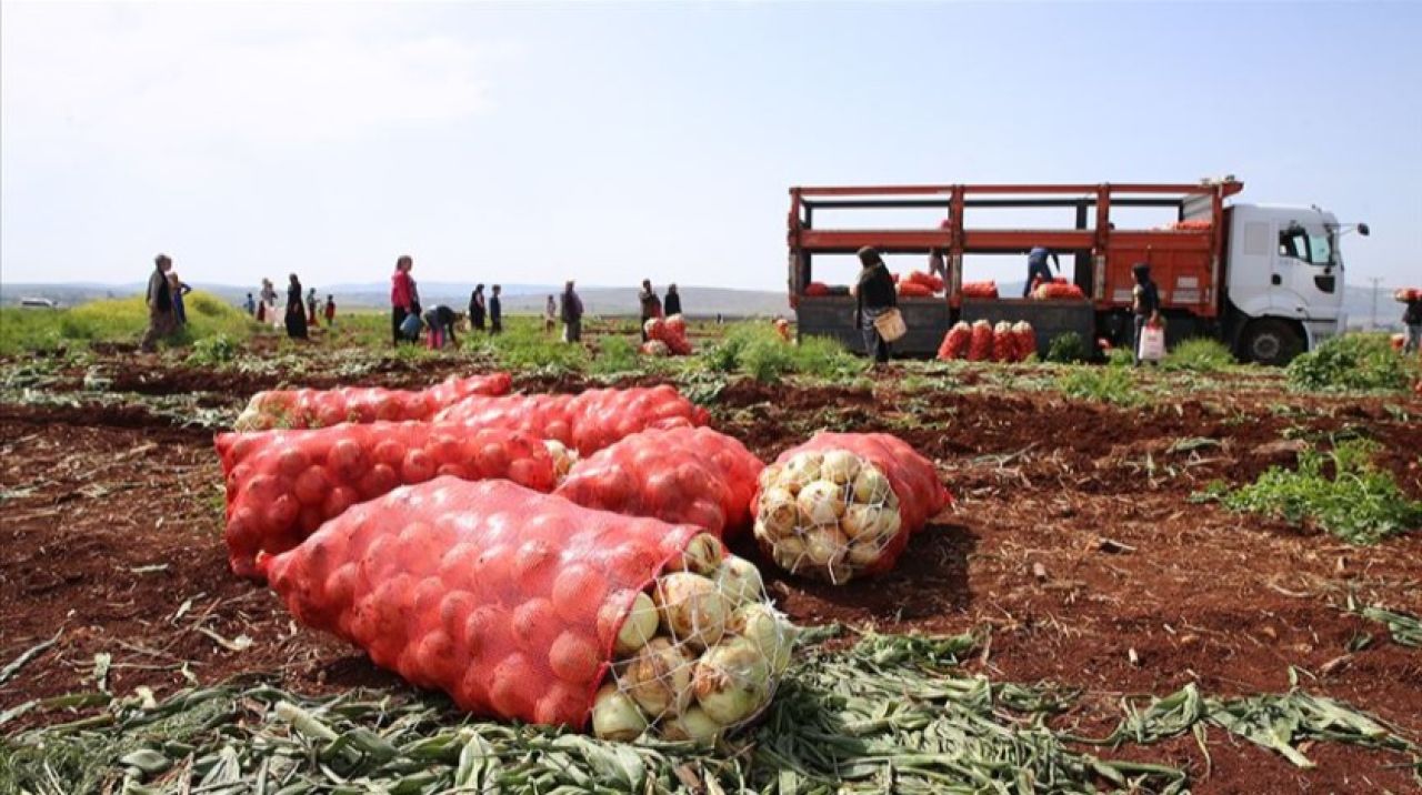 Hatay'da turfanda soğan hasadı başladı