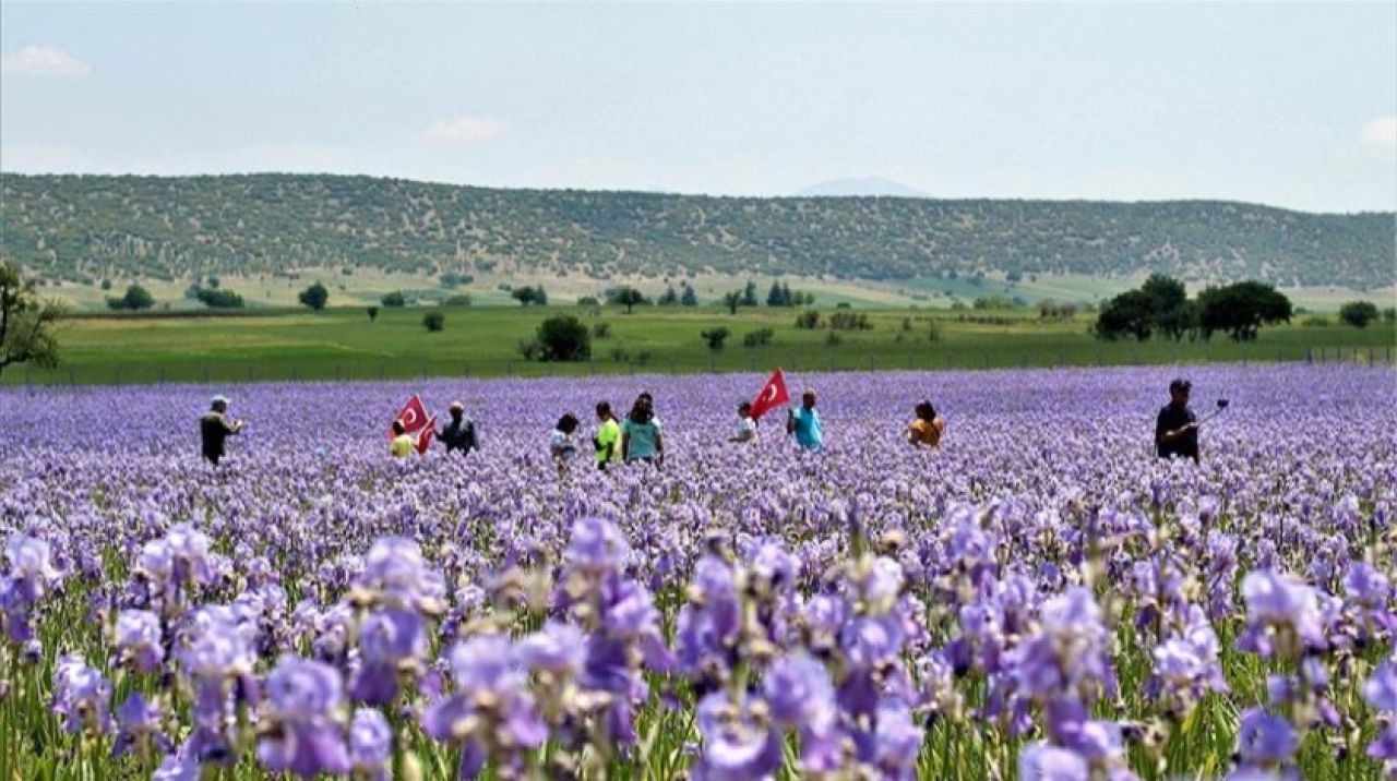 Zambak tarlaları turistlerin ilgi odağı oldu