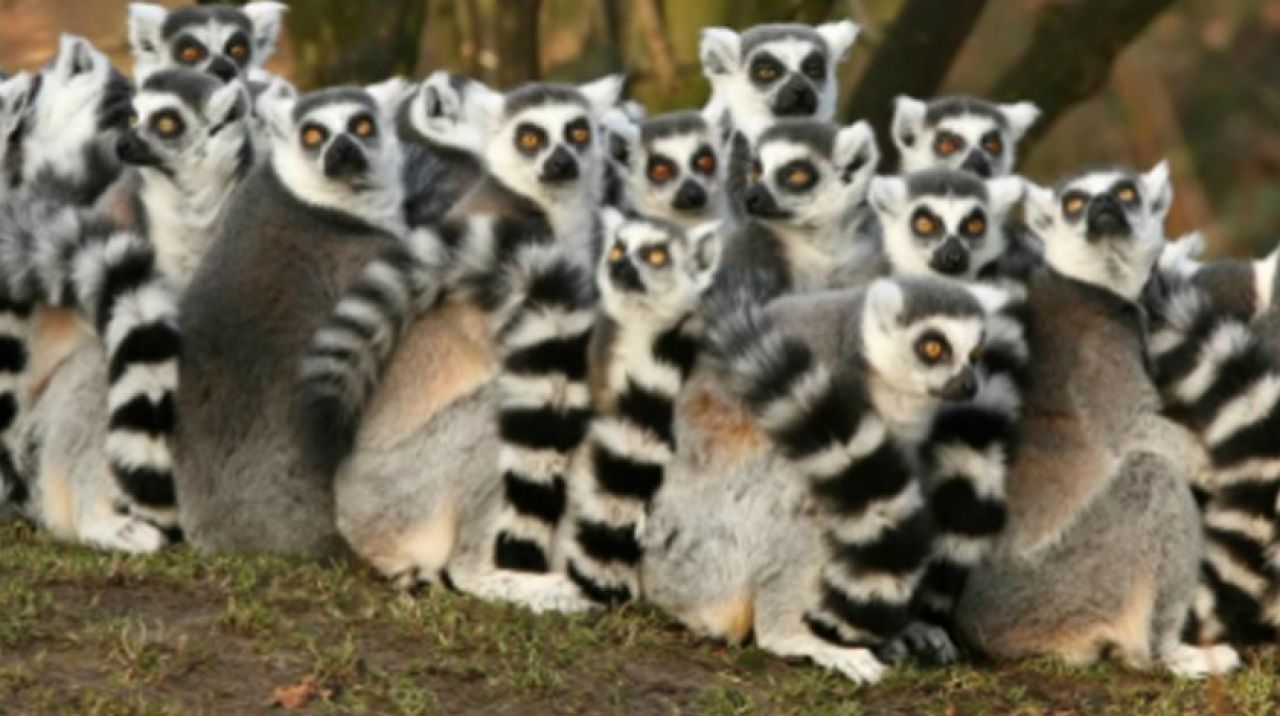 Lemur nedir?