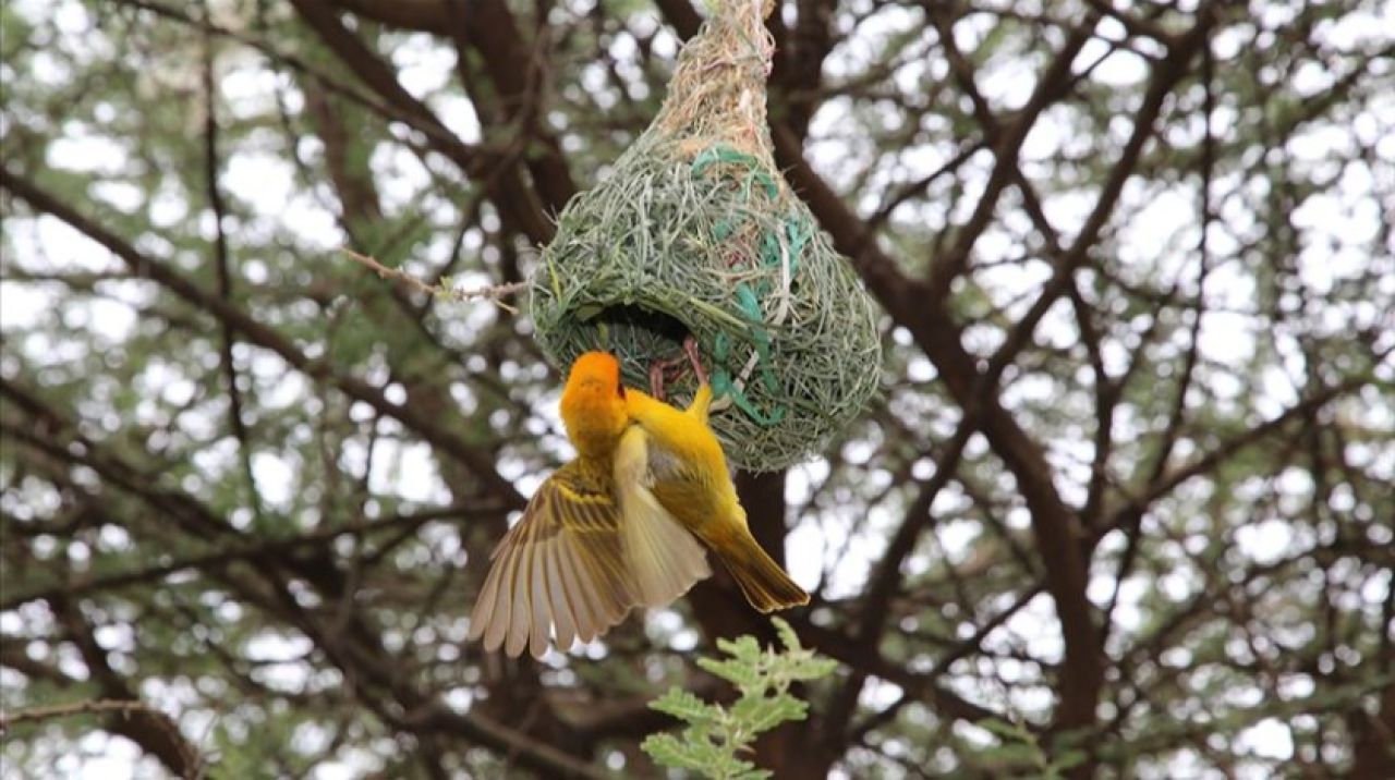 Dokumacı kuşları 'mühendis' gibi yuva yapıyor