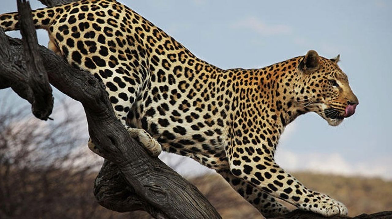 O ülkede korkunç olay! Leopar bebek kaçırdı