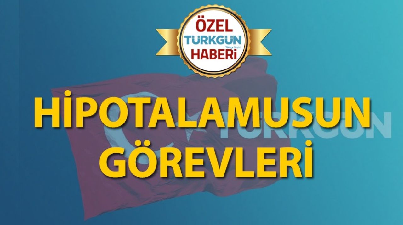 Hipotalamusun görevleri