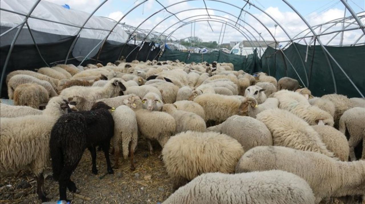 Yaklaşan bayram öncesi  kurbanlıklar görücüye çıktı