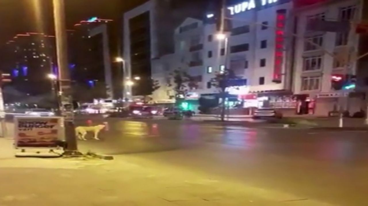 Trafik kurallarına uyan köpek şaşırtıyor! İşte o görüntüler