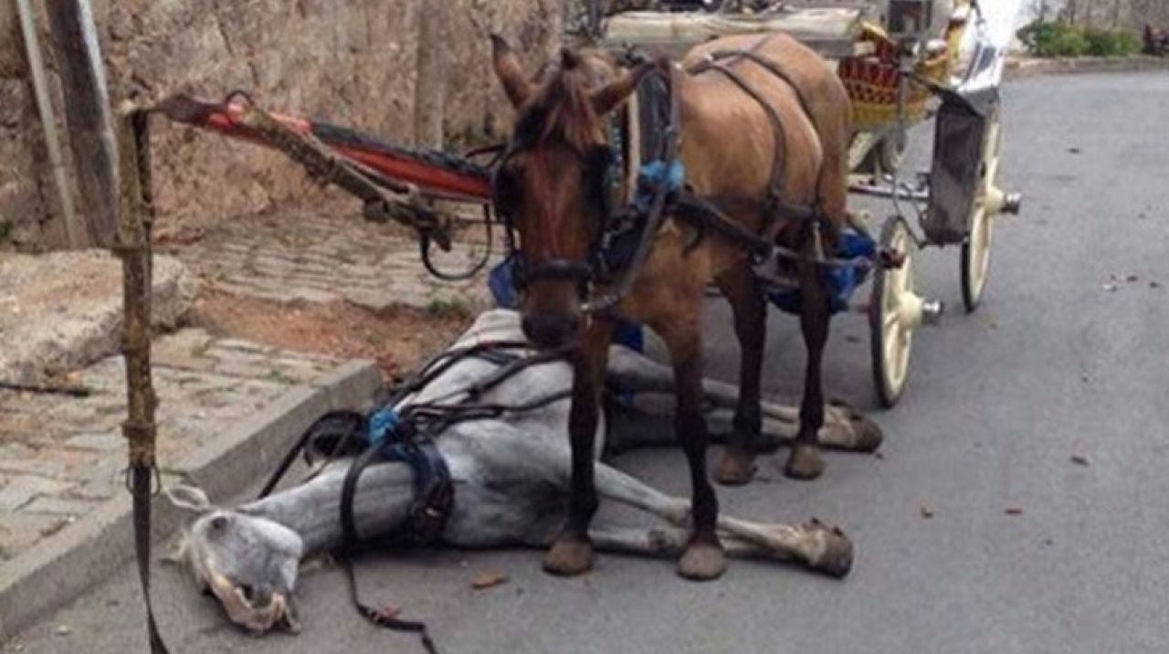 Erdoğan noktayı koydu! Eziyet sona eriyor