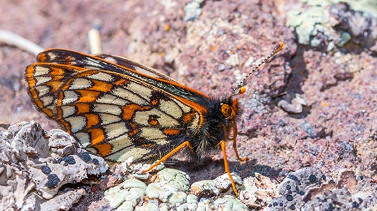 49 yıl sonra bir ilk! 12 bin yaşındaki kelebek görüntülendi