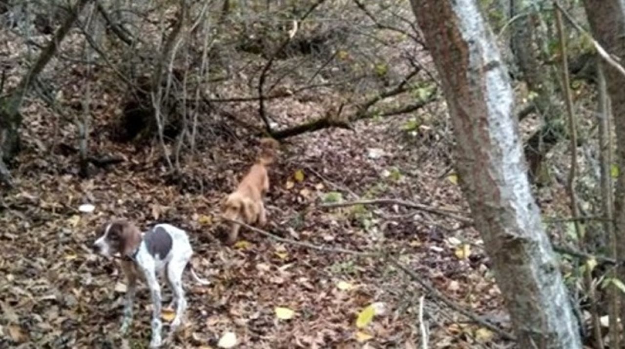 Bir kentin başına talih kuşu kondu! Köpekler buldu