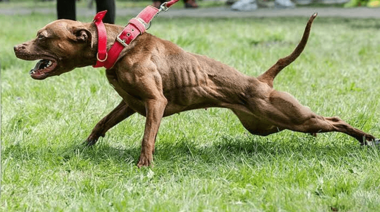 Pitbull çalan şahsa rekor ceza!