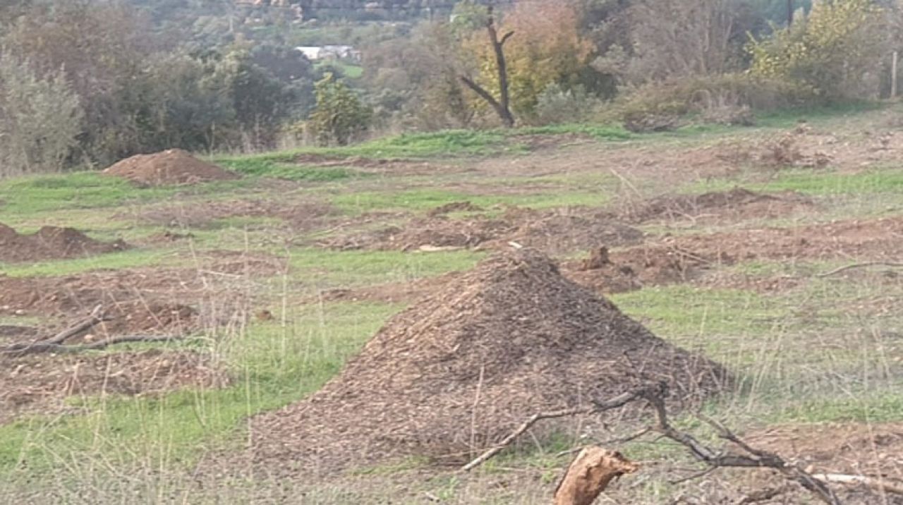 Urla da zeytin katliamına MHP sessiz kalmadı