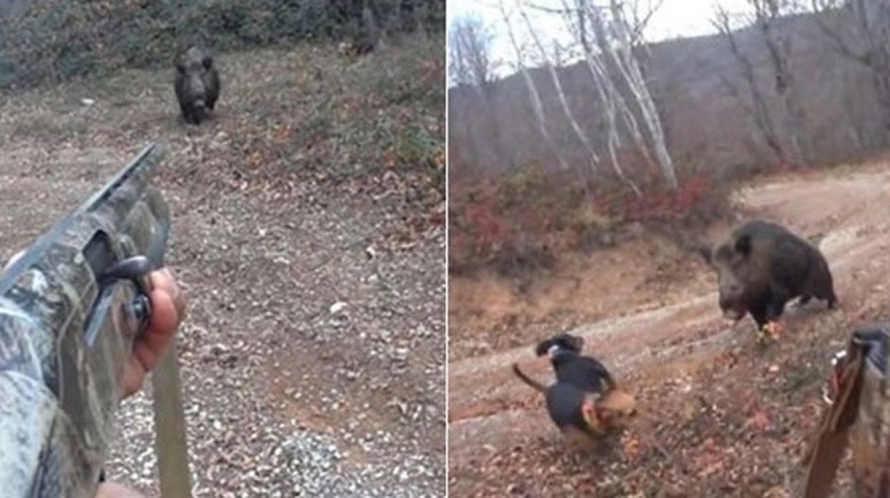 Tabanca olmasaydı biçecekti! Son anda kurtuldu