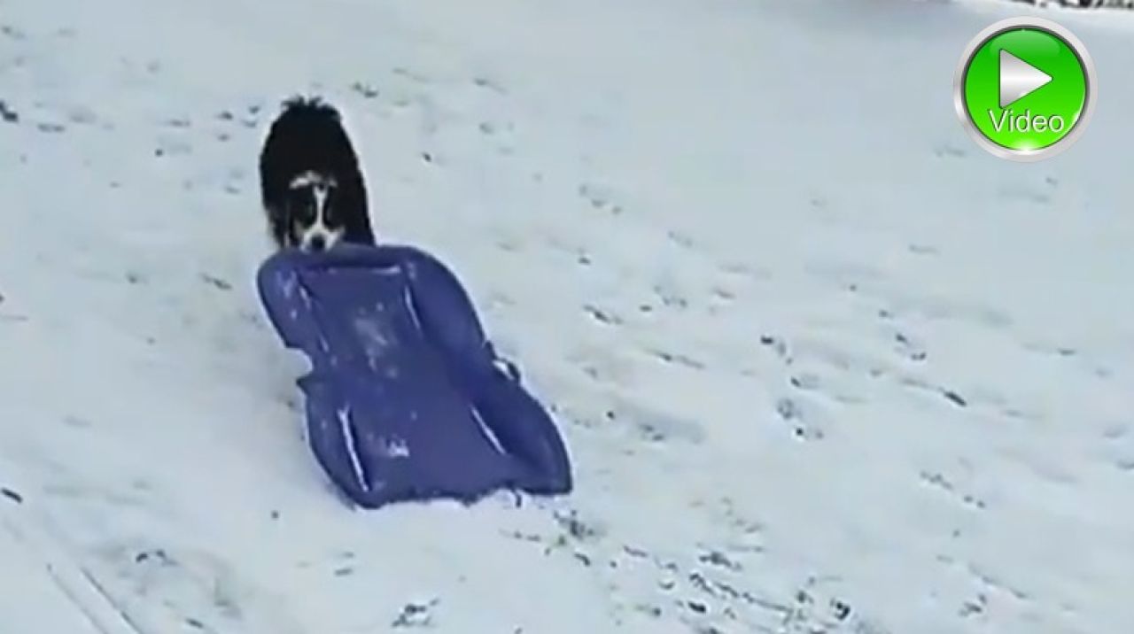 Gülümseten görüntü! Sevimli köpek karın tadını böyle çıkardı