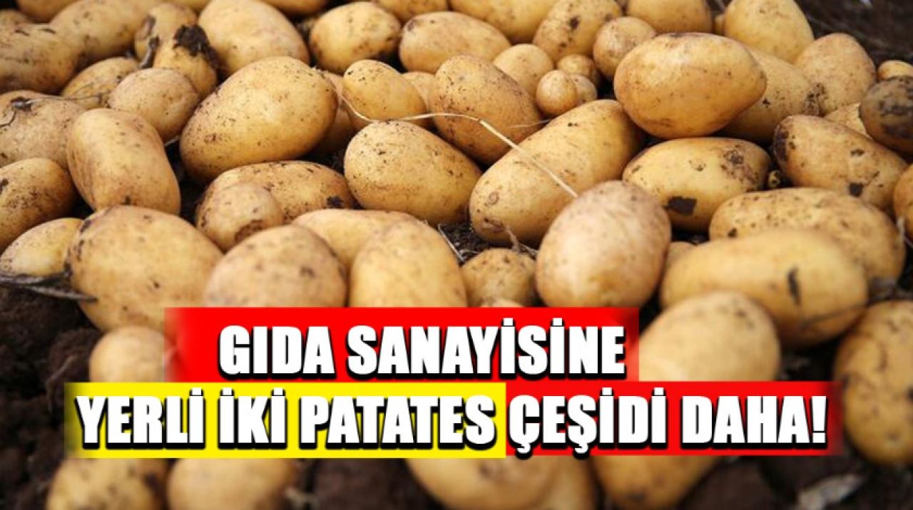 Gıda sanayisine yerli iki patates çeşidi daha