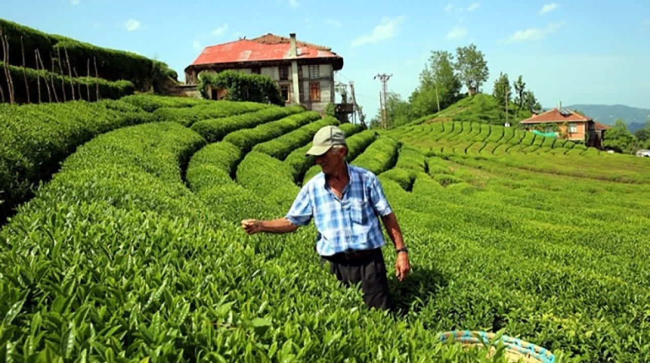 Rize'ya çay hasadı için 16 bin kişi geldi