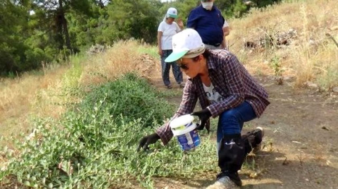 Zararlı diye söküldü, hemen üretimi başladı