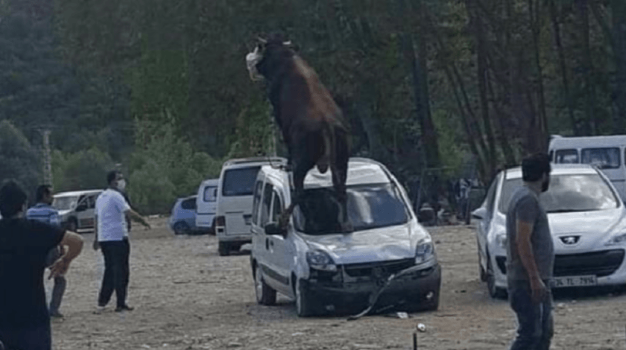 Kurbanlık boğa aracı bu hale getirdi