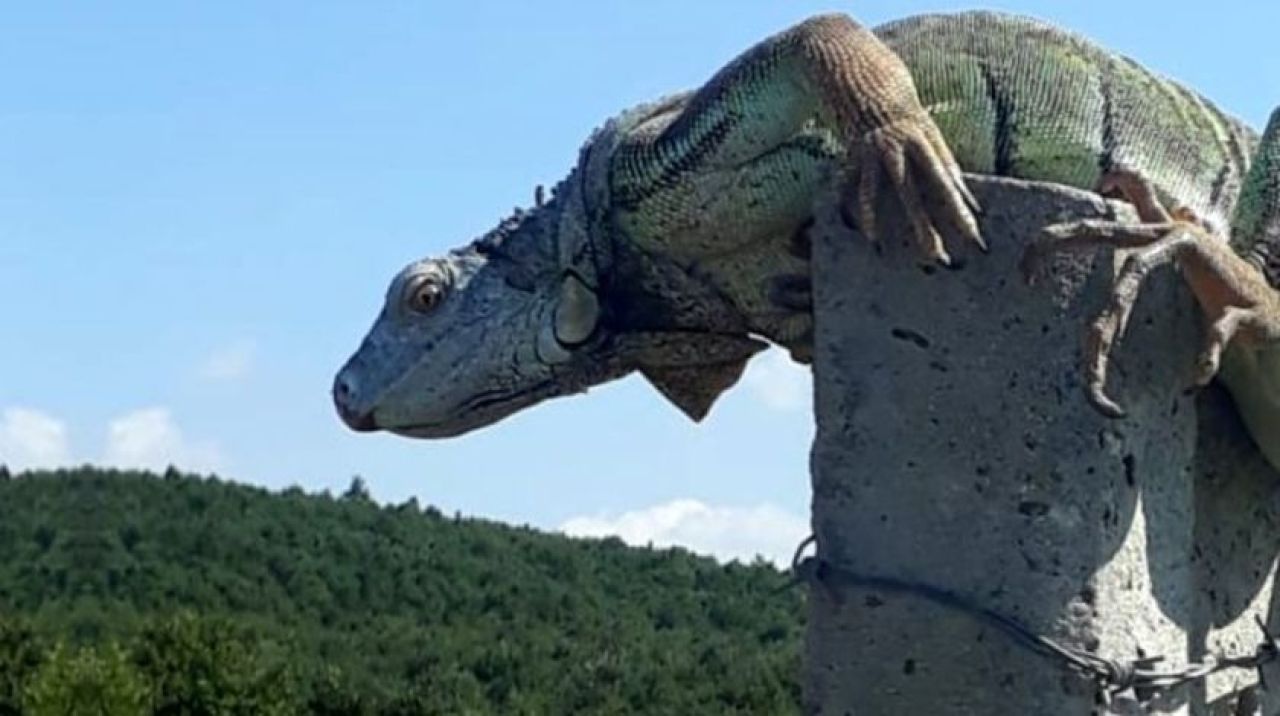 İstanbul'da görüntülendi! Ekipler harekete geçti