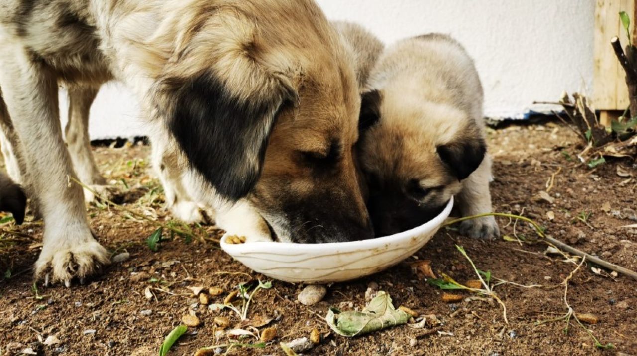 Gölbaşı Belediyesi anne köpeğe ve yavrularına sahip çıktı