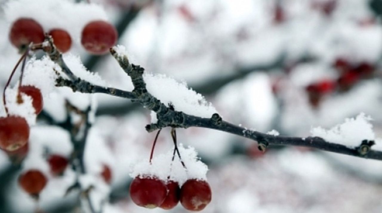 Meteoroloji'den 4 ile zirai don uyarısı