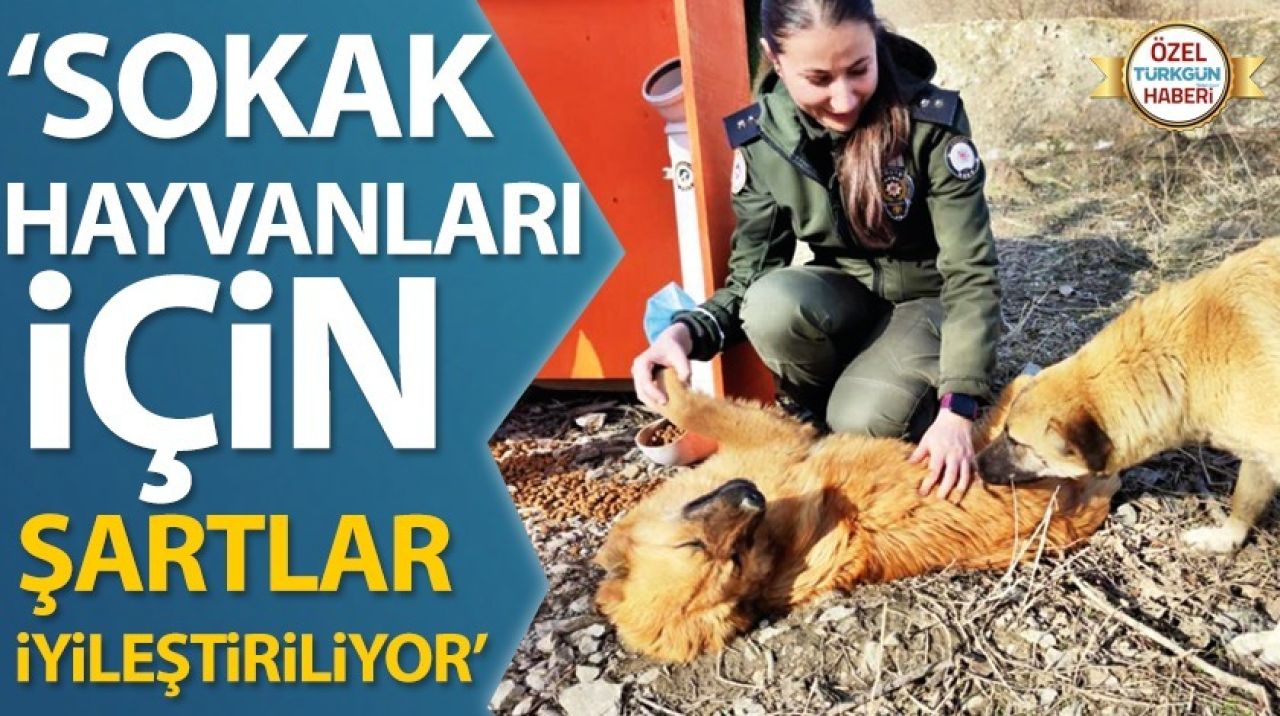 ‘Sokak hayvanları için şartlar iyileştiriliyor’