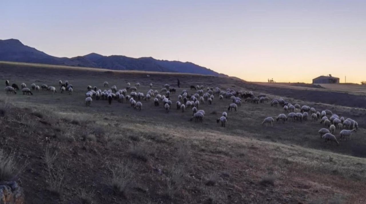 Elazığ'da kaybolan 190 koyun drone ile bulundu