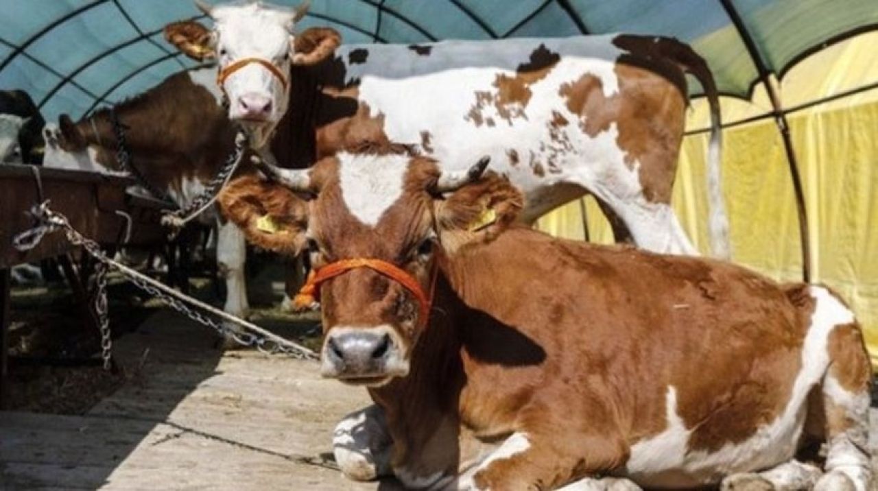 Kurban Bayramı ne zaman, arefe ne zaman? 2021 Kurban Bayramı tarihi belli oldu!