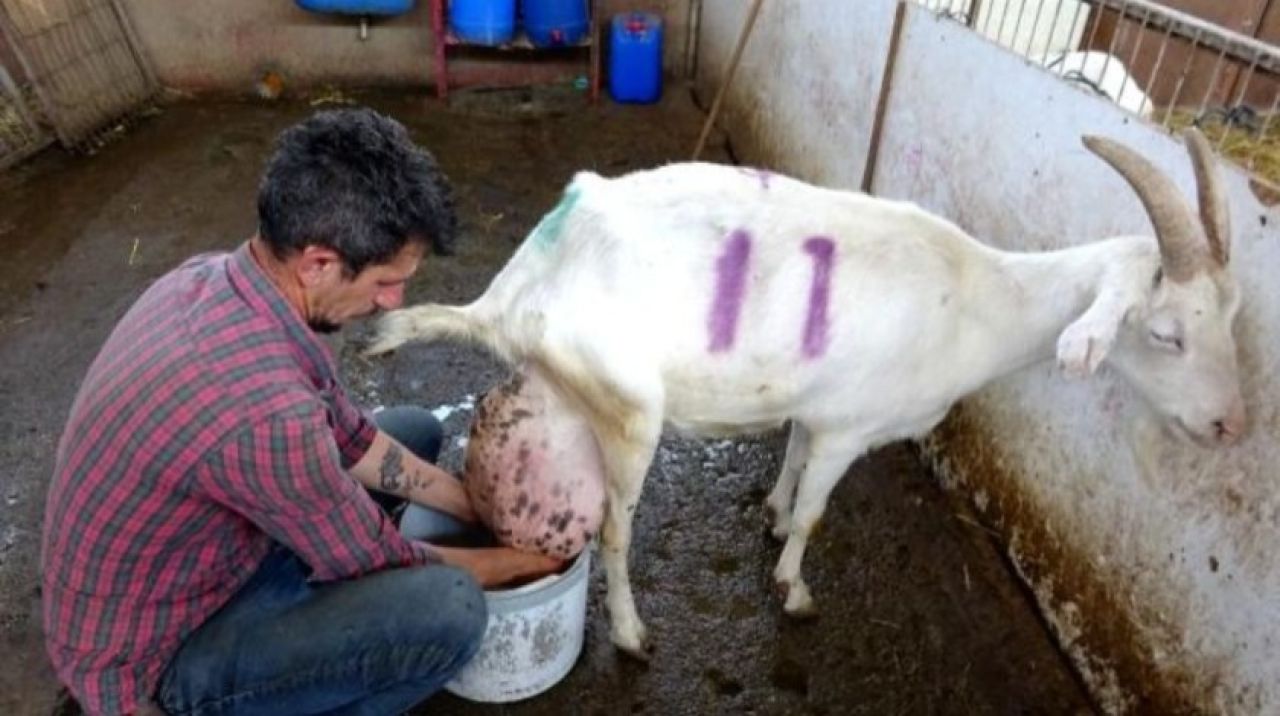 Sahibi bile şaşırdı! Ağırlığının yarısı kadar...