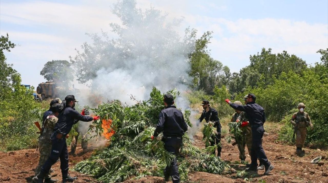 Jandarma PKK'nın uyuşturucu tarlalarını imha etti