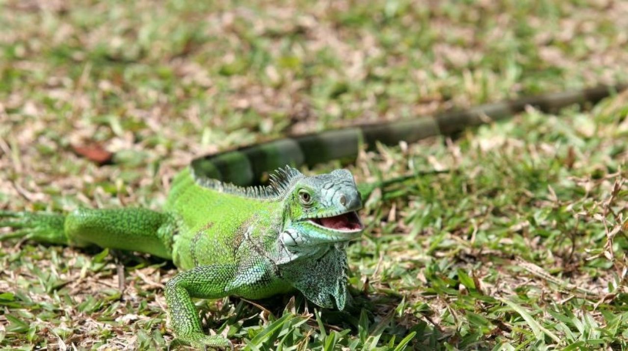 İguana nedir, İguana zehirli mi? İguana evde beslenir mi? İşte özellikleri