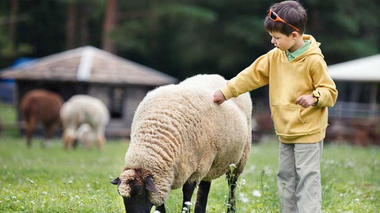 Kurban bayramı çocuğa nasıl anlatılmalı? Çocuklara kurban kesimi gösterilmeli mi?