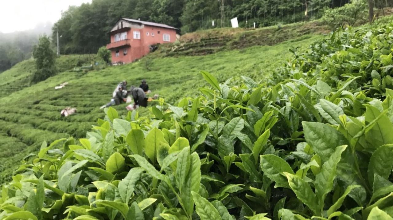 Selden etkilenen yaş çay fabrikaları üretime geçti