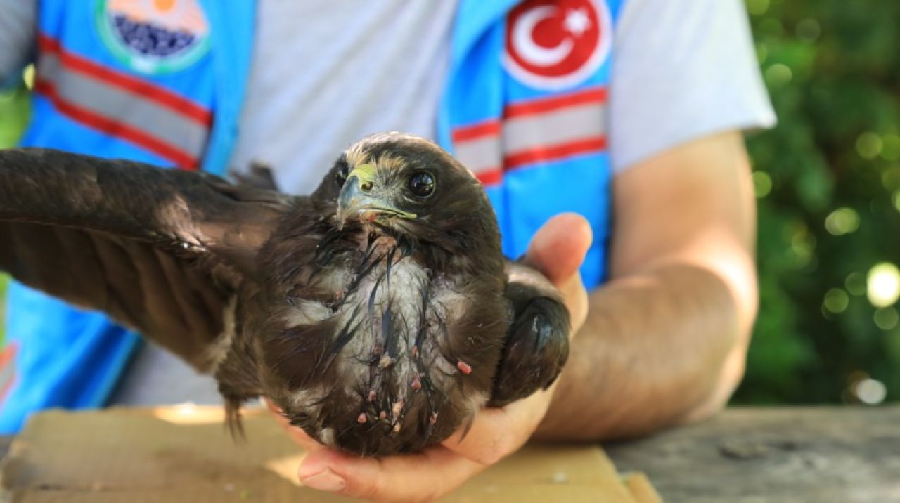 Gölbaşı Belediyesi Ekipleri buldukları şahinin hayatını kurtardı