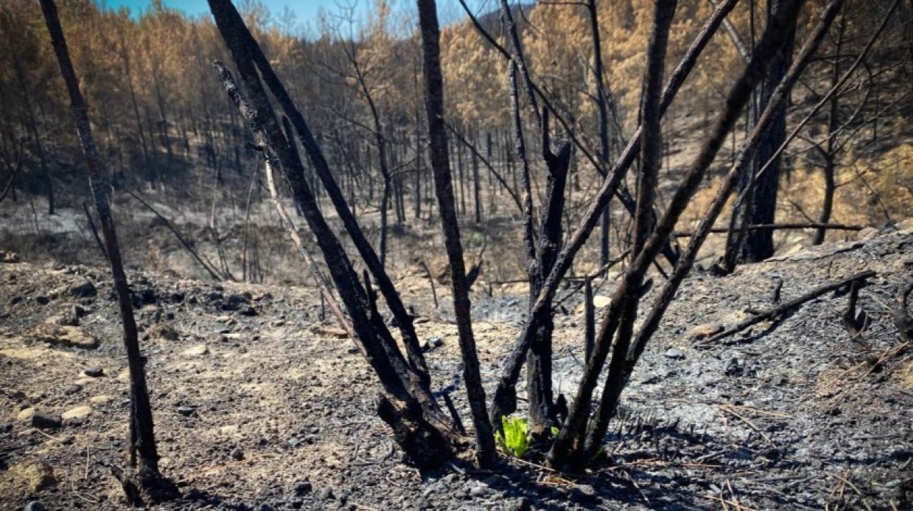 Manavgat'ta yanan ormanda ilk hayıtlar filizlendi