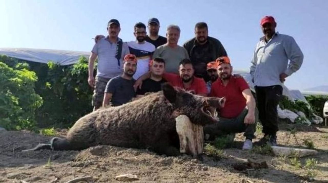 300 kiloluk domuzu özel ekip etkisiz hale getirdi