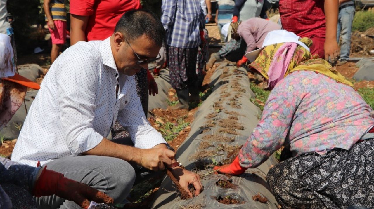 Altunok, işçilerle çilek fidesi dikti