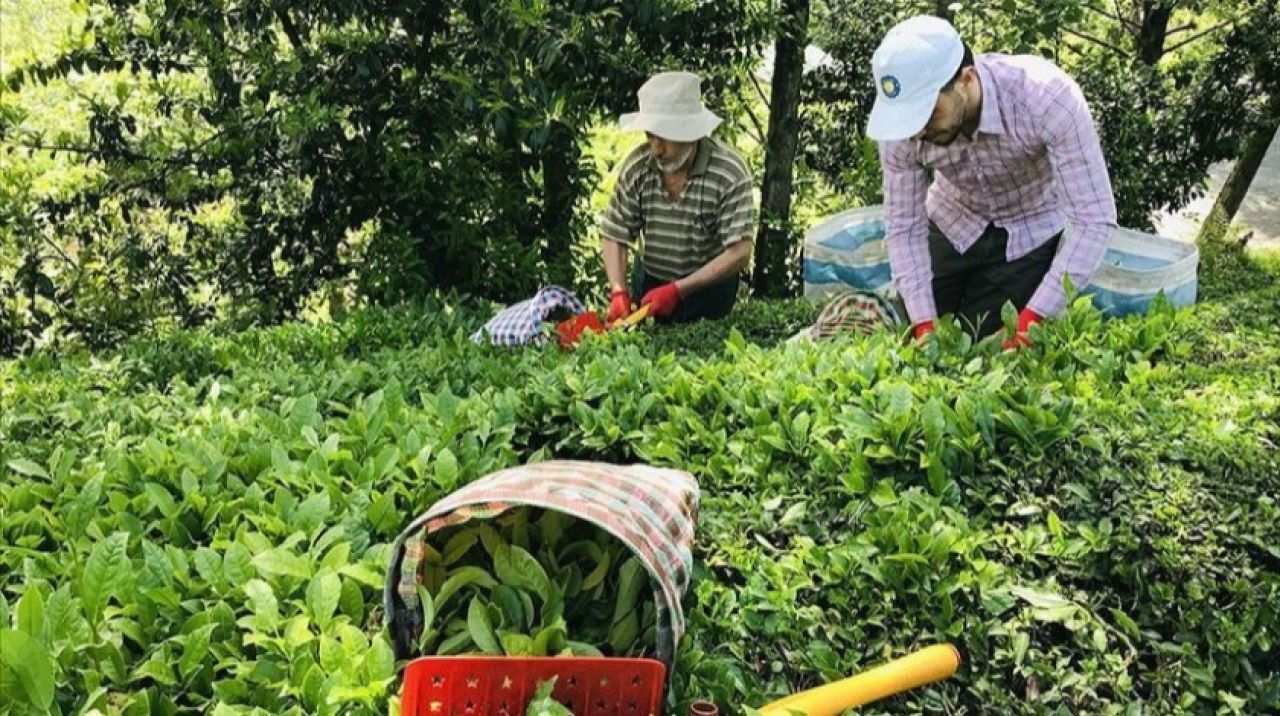 9 ayda 115 ülkeye çay ihraç edildi