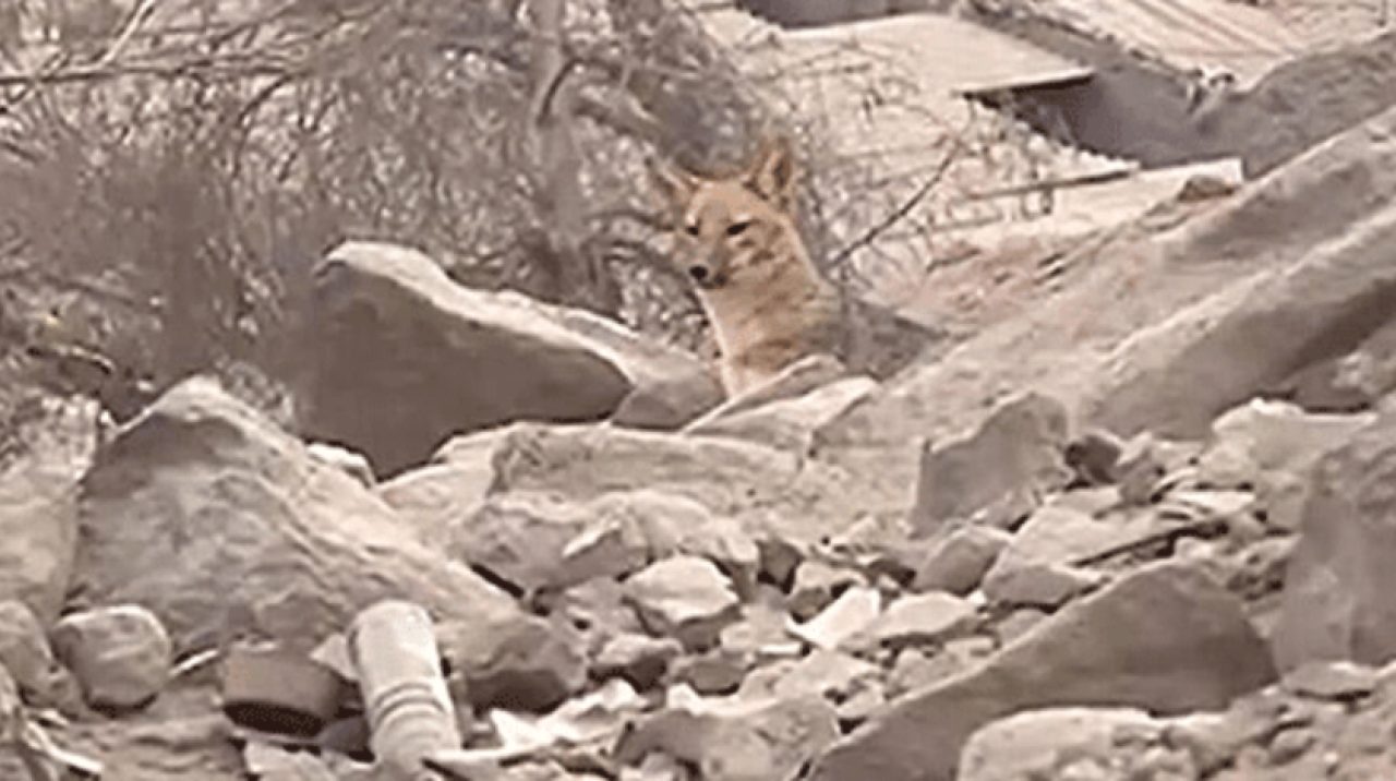 Köpek diye aldılar bakın ne çıktı