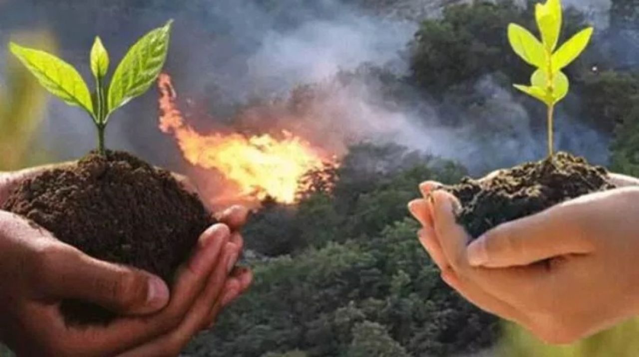 Antalya'daki orman yangınının yaraları iyileşiyor