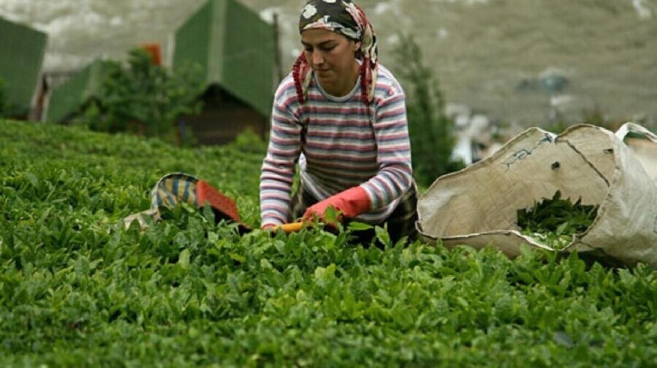 Ekim ayı yaş çay bedeli yarın hesaplara yatırılacak