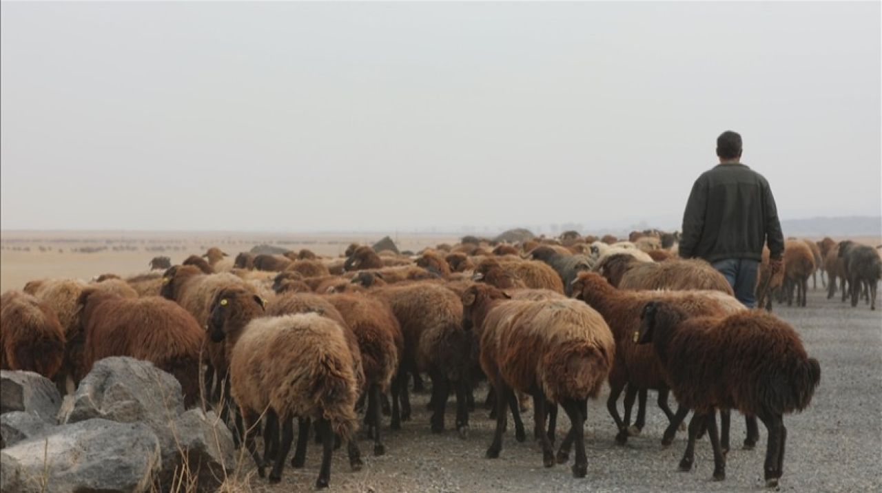 Türkiye hayvancılıkta Avrupa'da ilk sırada