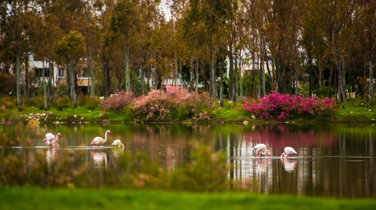 Aliağa Kuş Cenneti ve Güzelhisar Deltası kitaplaştı