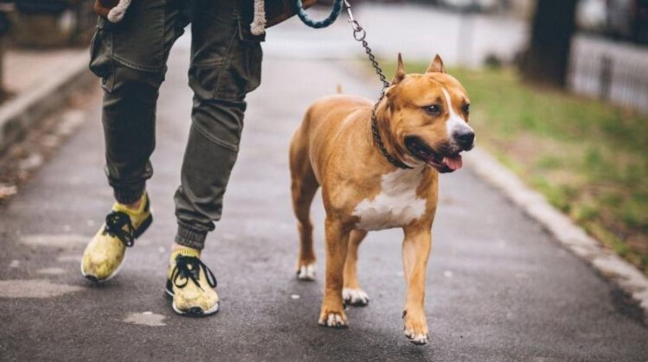 Pitbull ile sokağa çıktı, ceza yedi