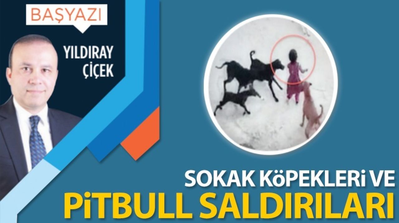 Sokak köpekleri ve Pitbull saldırıları