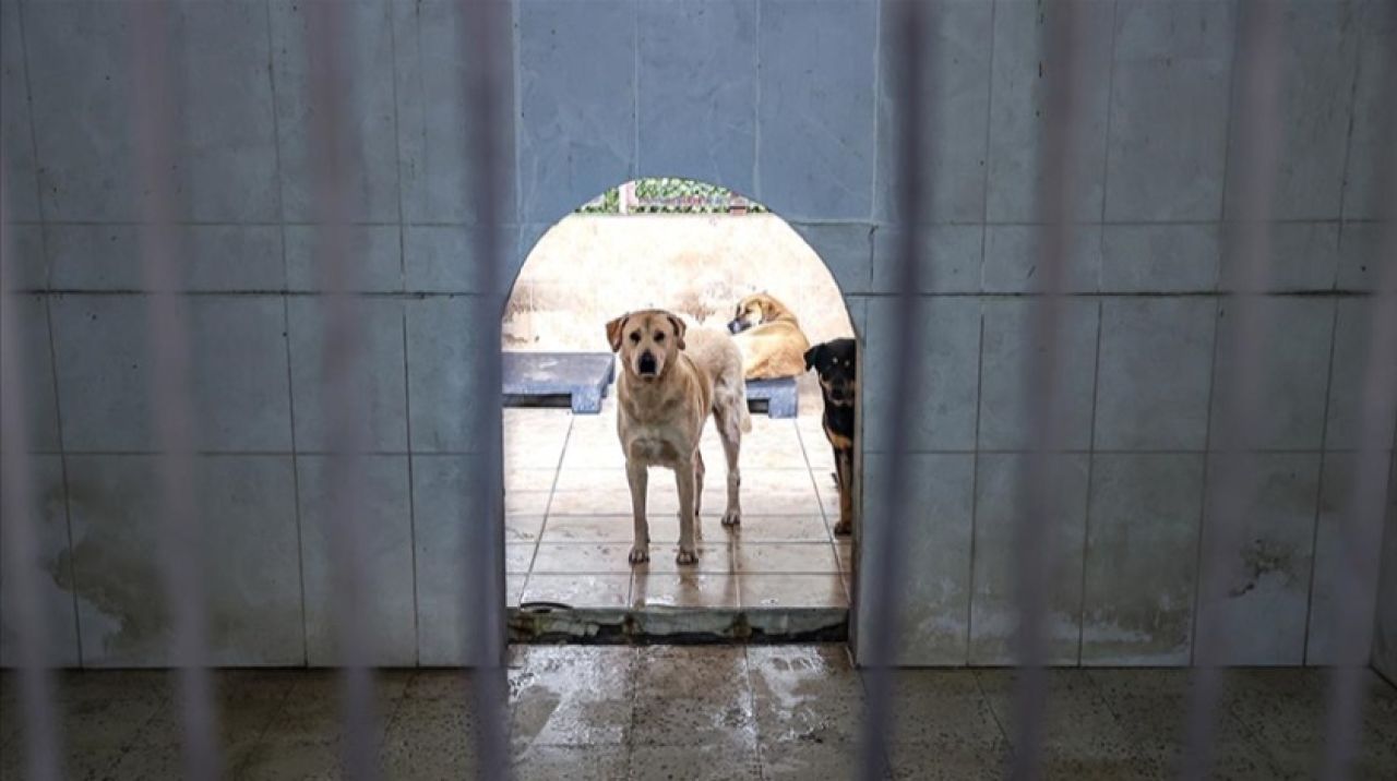 İstanbul'da 6 ayda 9 bin 222 köpek kayıt altına alındı