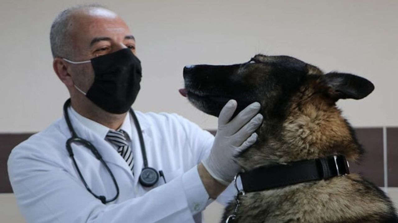 Prof. Dr. Aktaş: Köpek saldırdığında kaçmayın, göz teması kurmayın