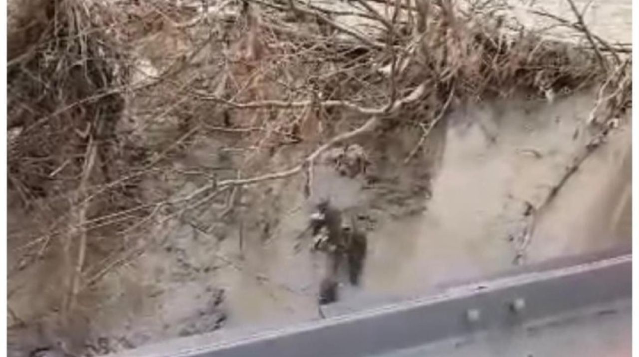 Nesli tükenme tehlikesi altında! Zonguldak'ta görüntülendi