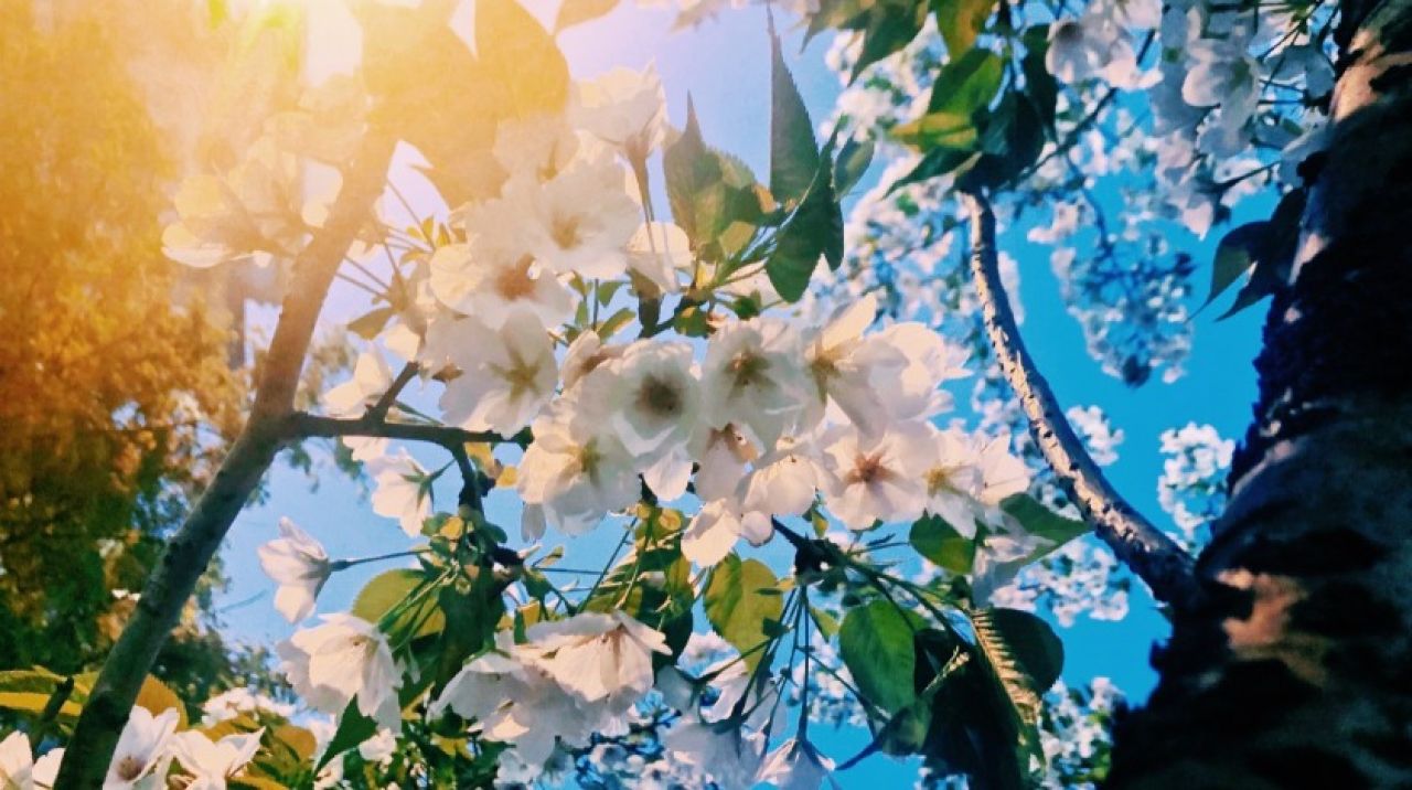 Türk Dünyasının Bayramı: NEVRUZ