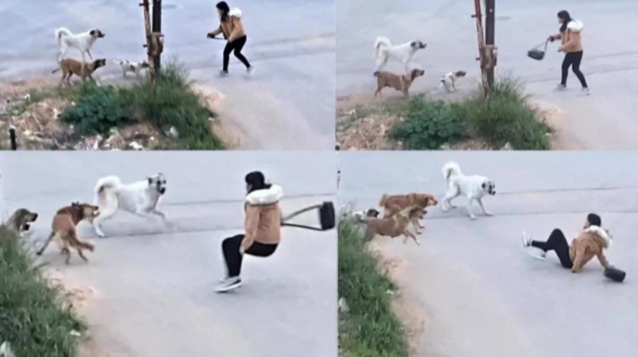 Mersin'de başıboş köpekler genç kıza saldırdı