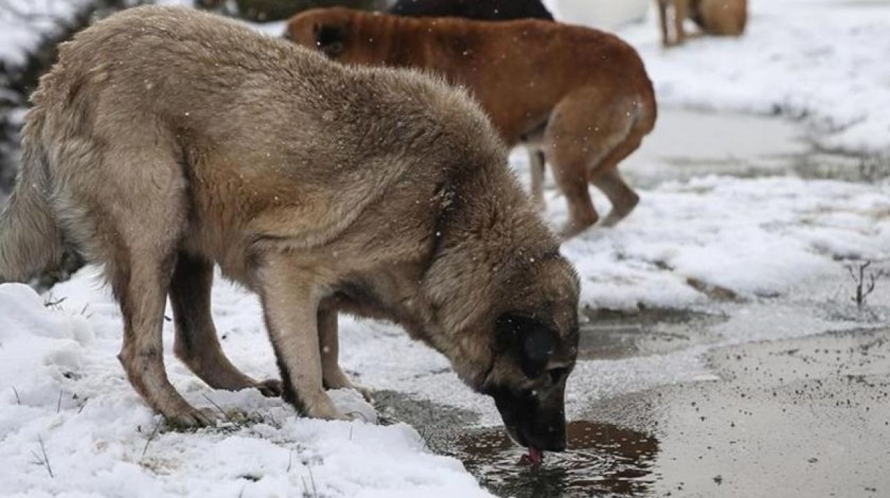 Köpek fotoğraflarıyla 1 milyon TL dolandırdı