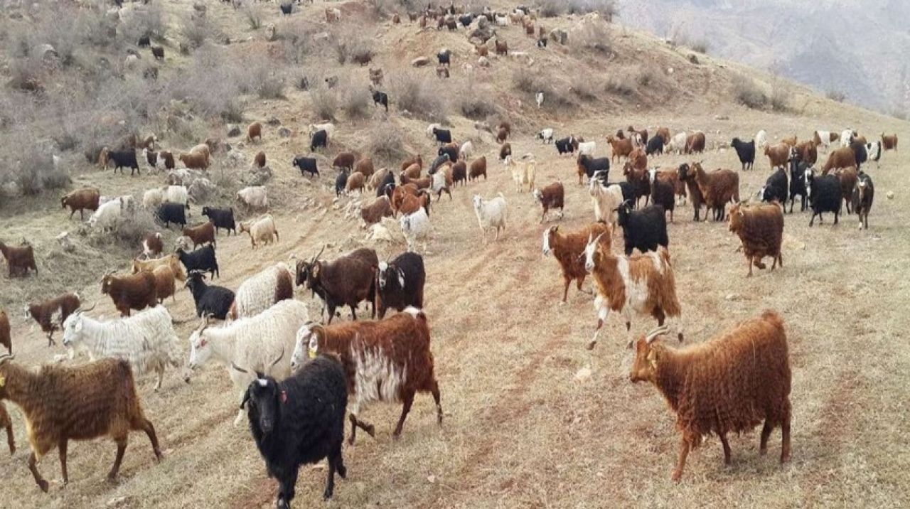 Hayvancılık destek ödemelerinde artış