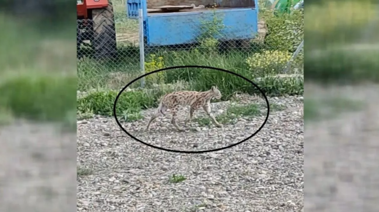 Nesli tükenme tehlikesi altında! Erzincan'da görüldü